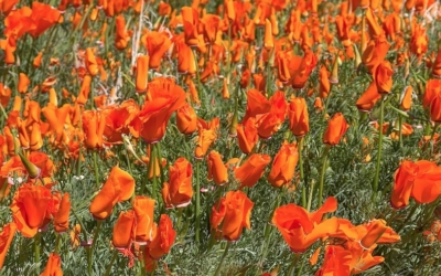 désert en fleurs