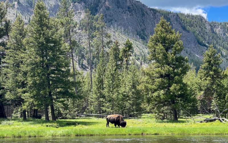 Bison du Yellowstone