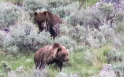 Bear Jam