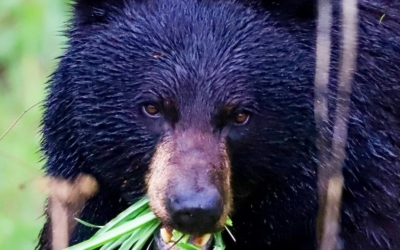 ours