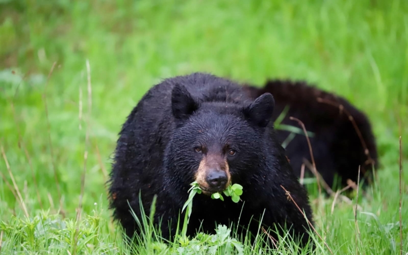 ours curieux