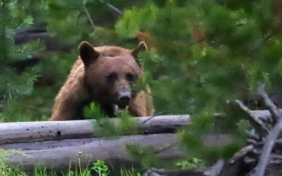 ours