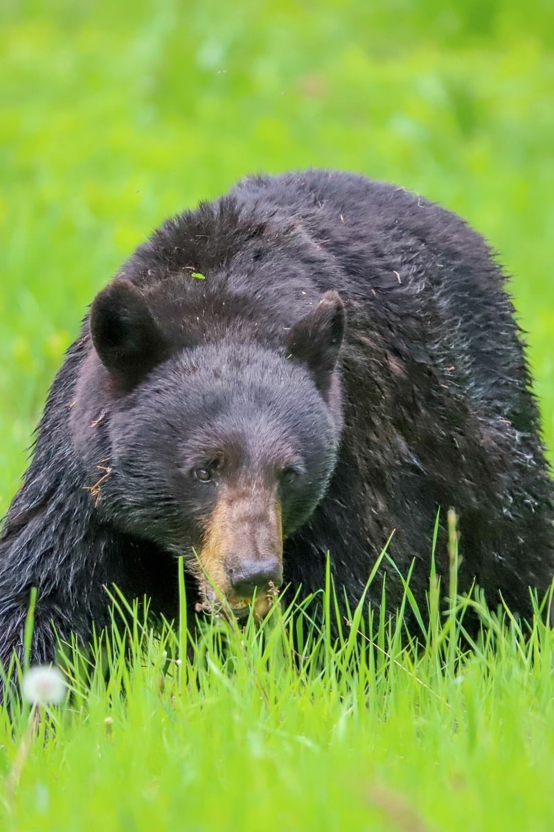 ours noir 