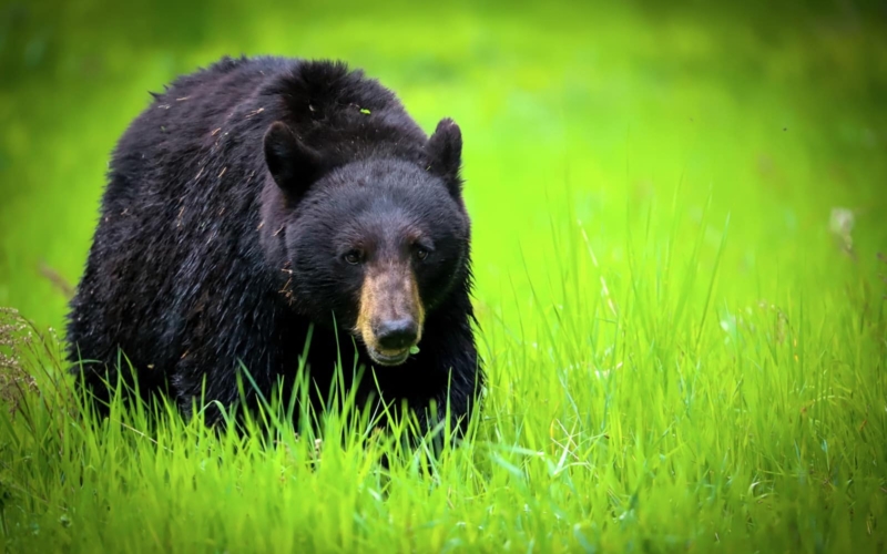 observation des ours