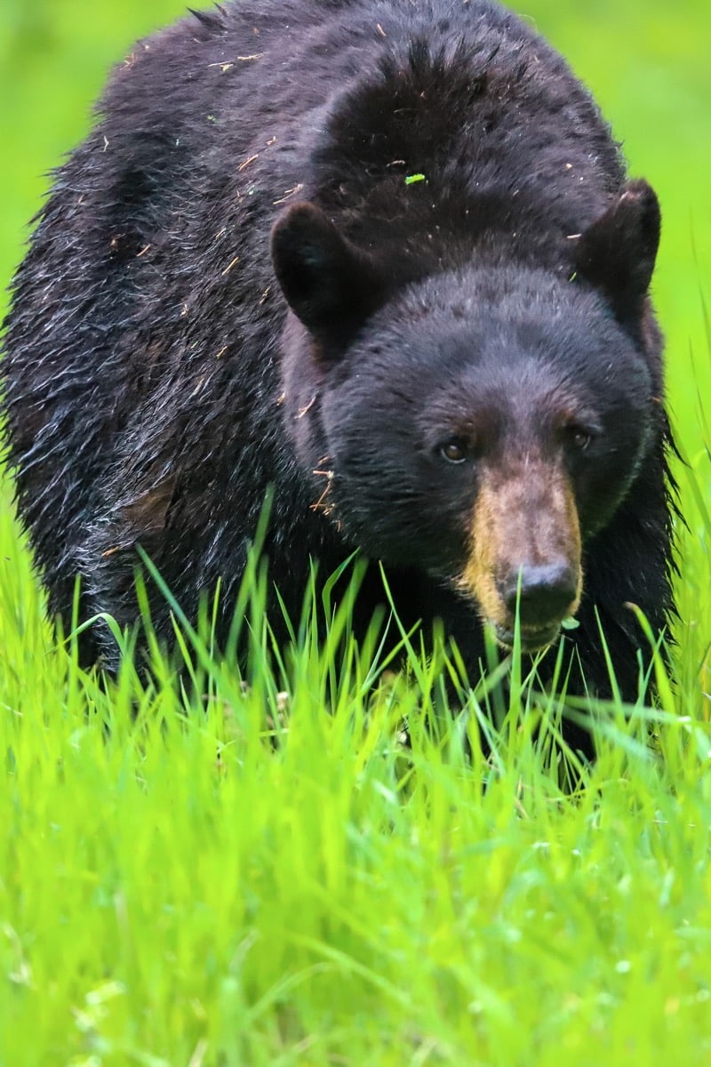 Bear Jam