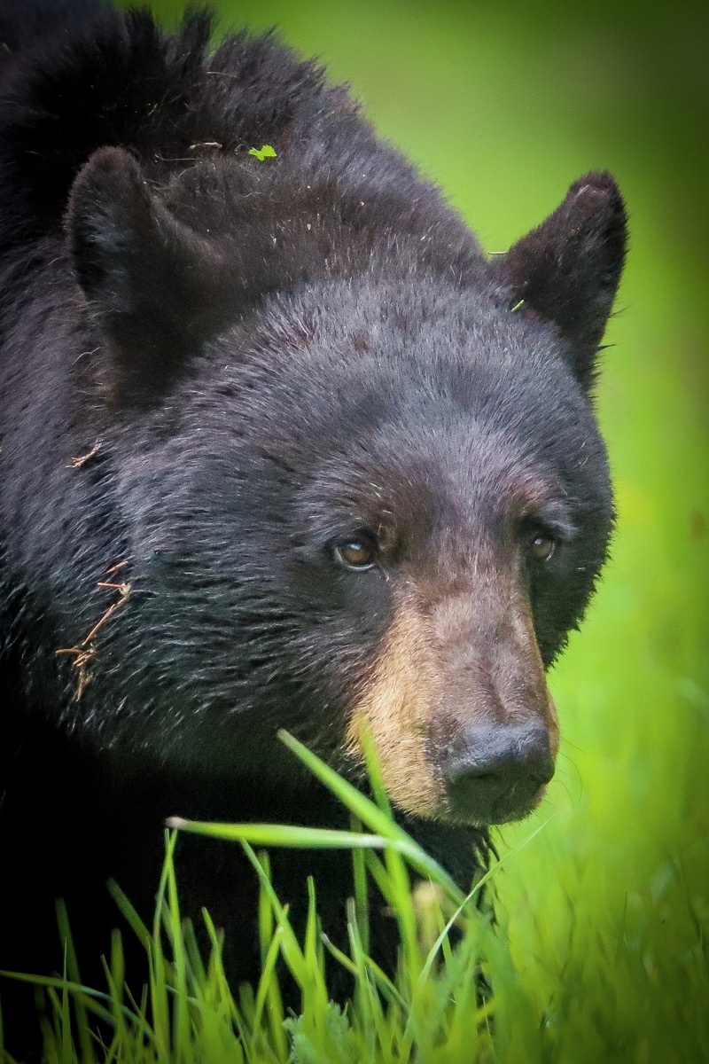 ours
