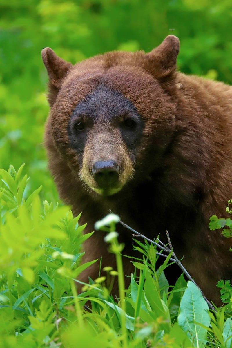 ours noir cannelle