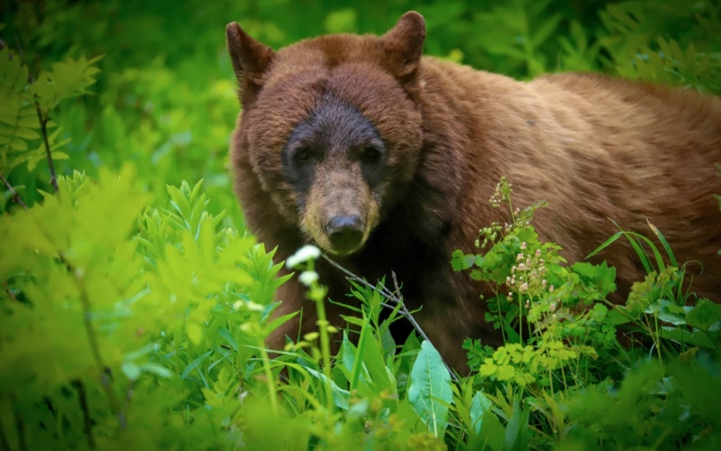 observation des ours 