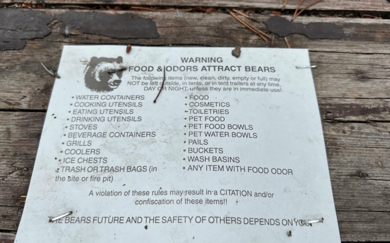 règles face aux ours en camping