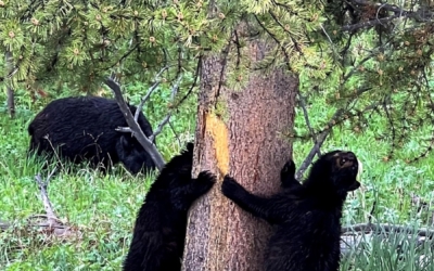 Bear Jam