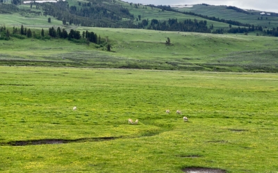 Lamar Valley