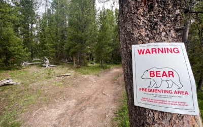règles de base par rapport aux ours