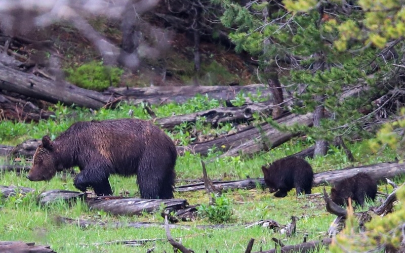 maman grizzly