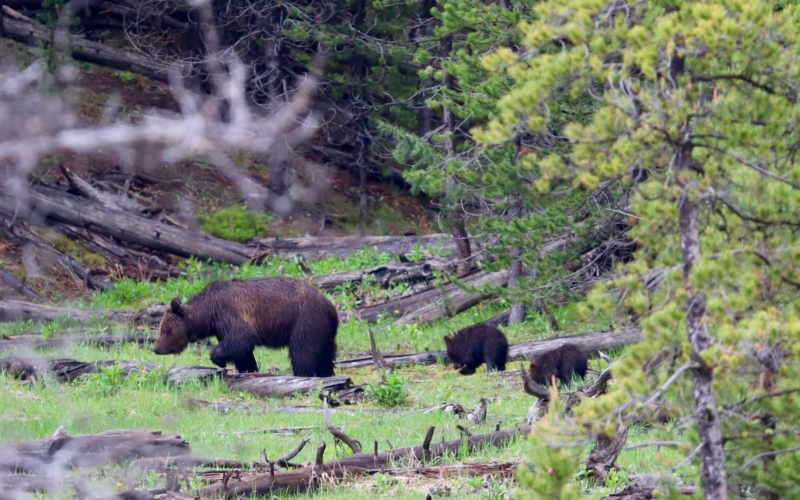 observer les ours