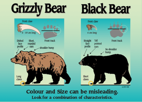 différence entre les ours 