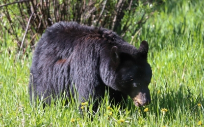 ours