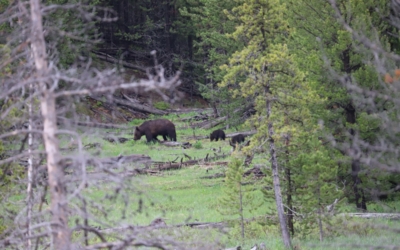 Yellowstone