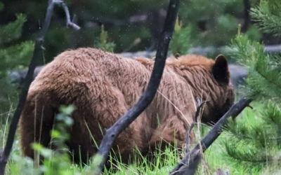 ours