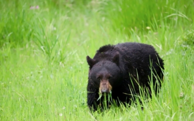 ours noir