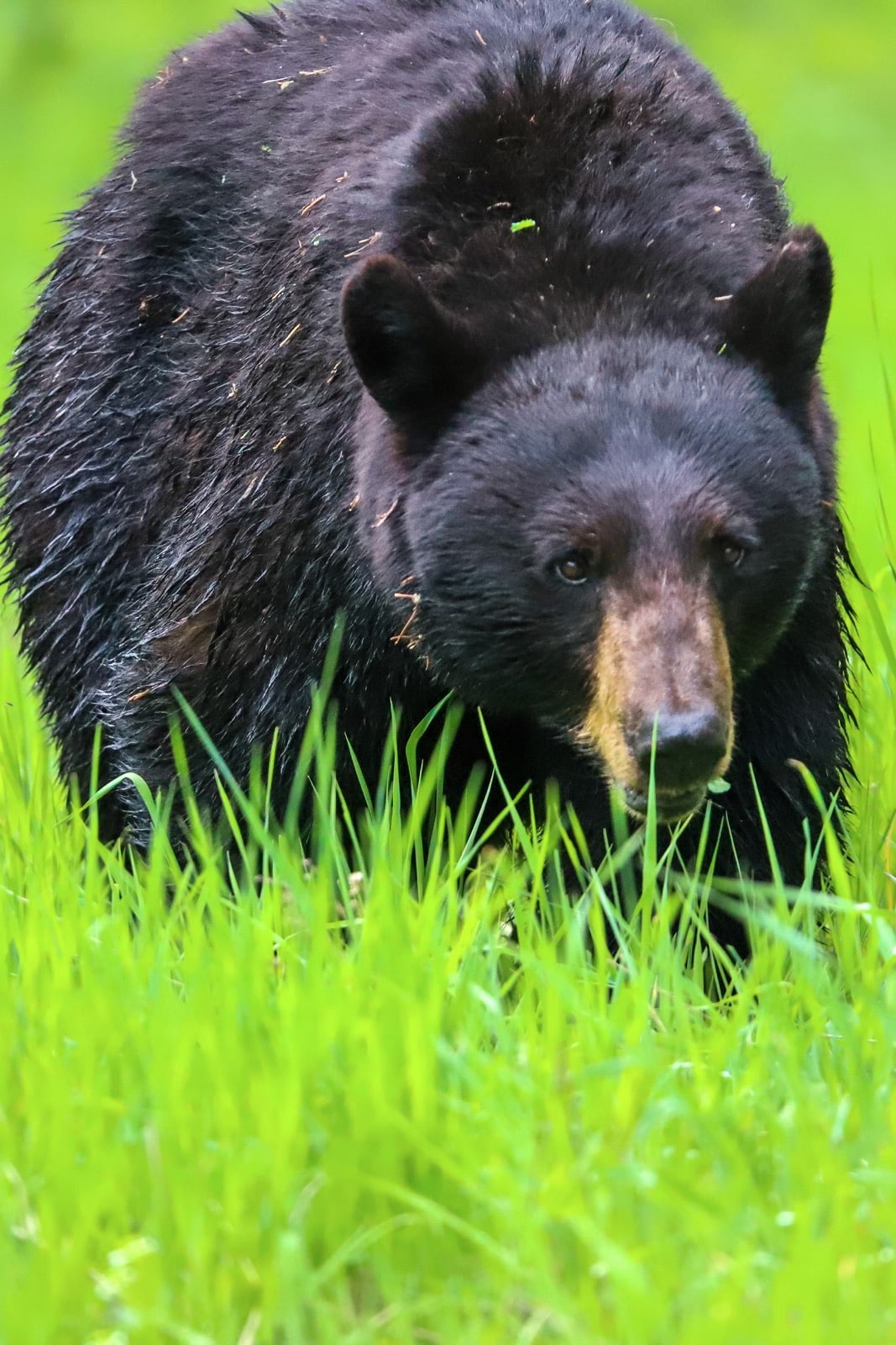 Ours noir