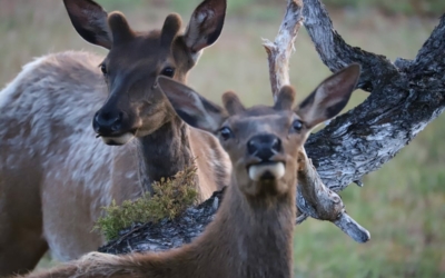 Yellowstone