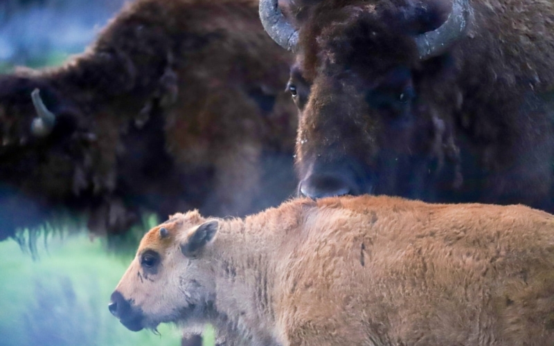 Yellowstone bison