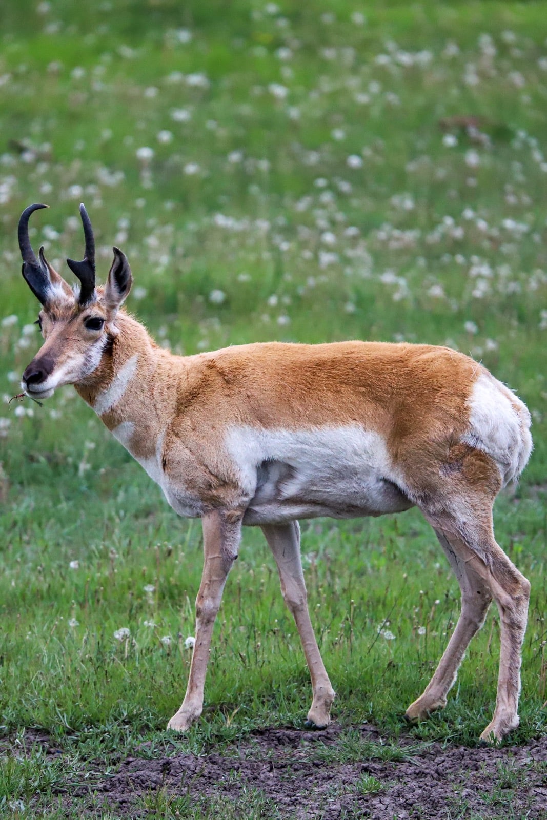 Pronghorn