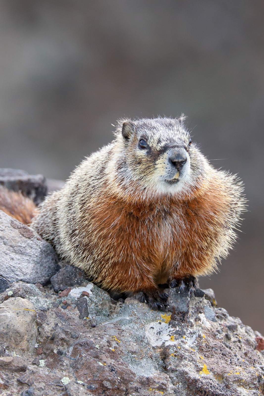 Marmotte 