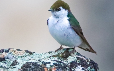 Hirondelle à face blanche