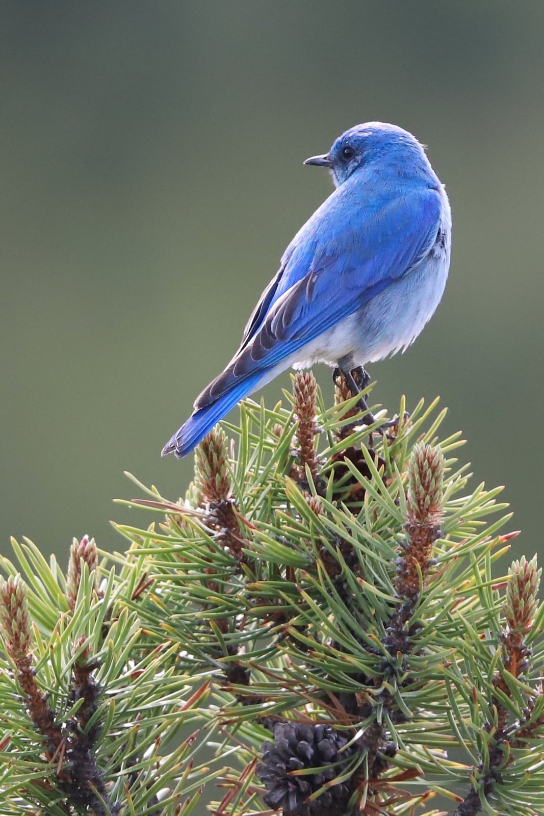 Mountain Blue Bird