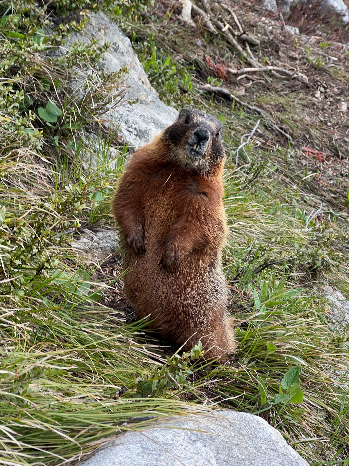 marmotte