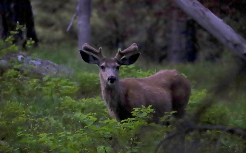 Mule deer 