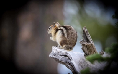 Faune omniprésente