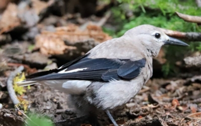 Faune omniprésente