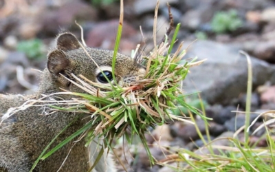 Faune omniprésente