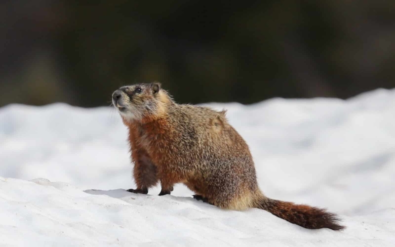 Faune omniprésente