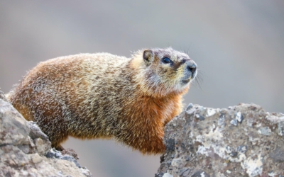 Faune omniprésente