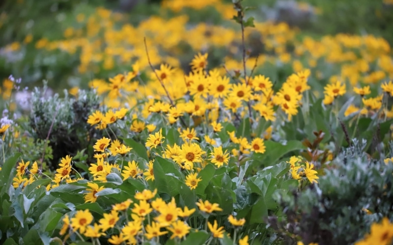 Balsamorhize