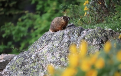 Wildlife