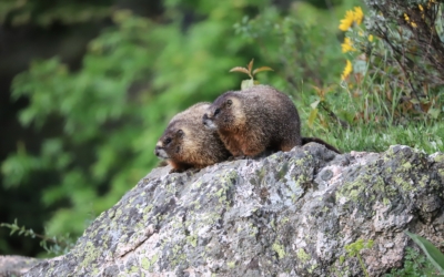 Wildlife