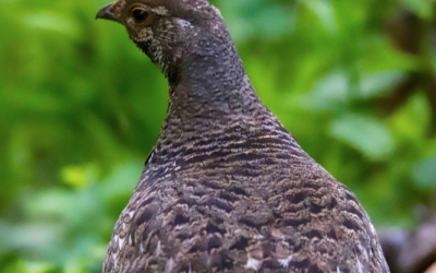 lagopède