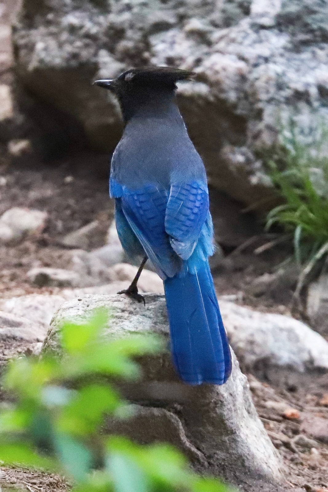 oiseaux