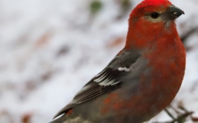 oiseaux