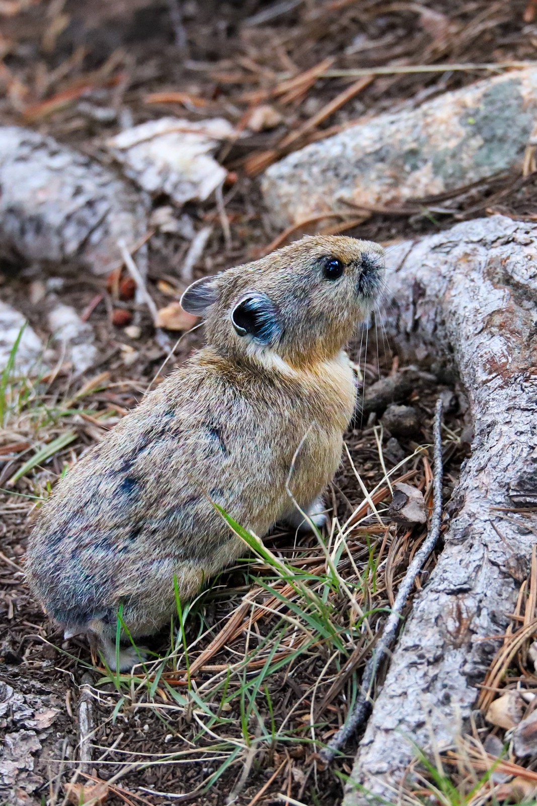 Pika