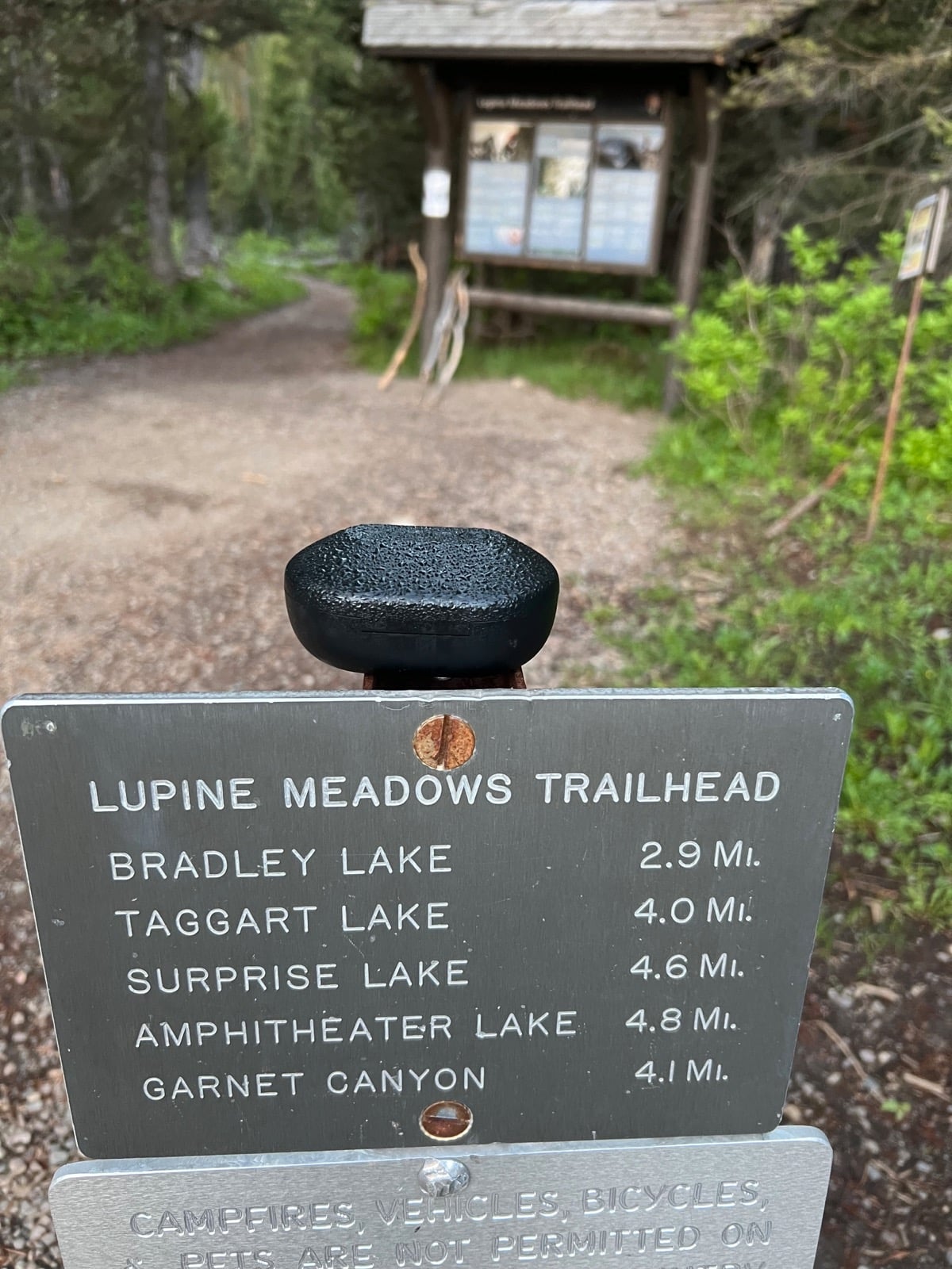 Lupine Meadows, point de départ vers Amphitheater Lake 