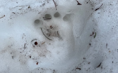 traces d'ours