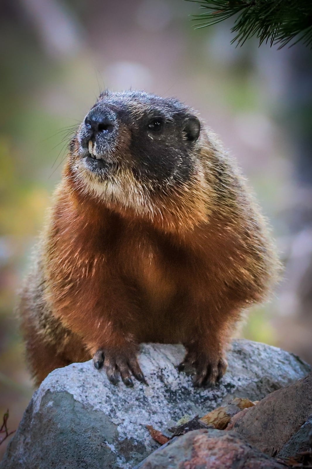 marmotte