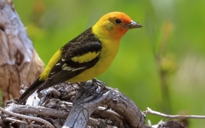 oiseaux