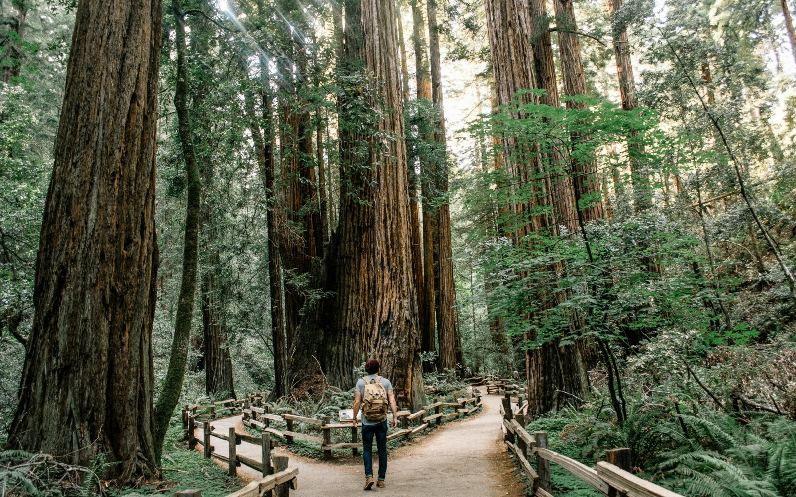 muir woods