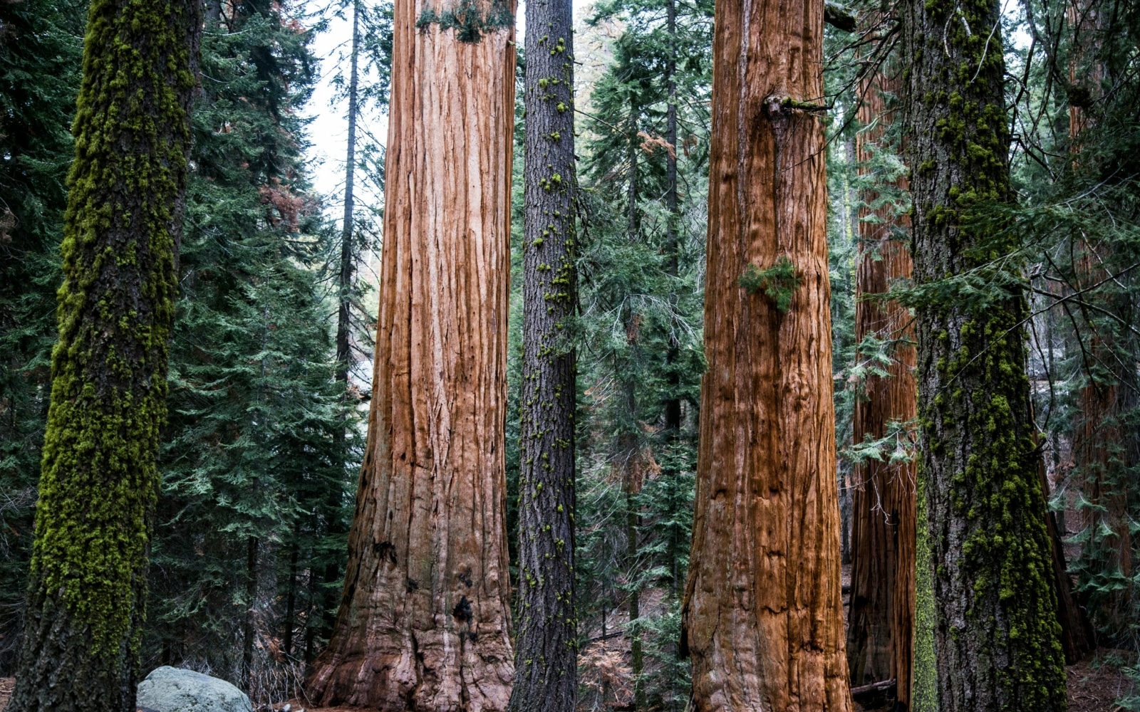 sequoia